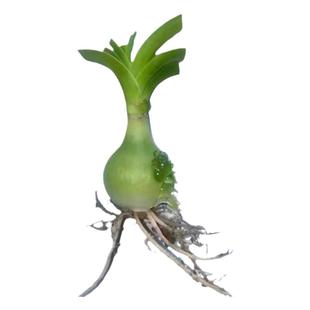 可食用药用虎眼万年青盆栽种球海葱大苗叶子玻璃球花卉室内植物花