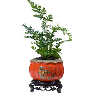 创意柿子陶瓷花盆菩提树文竹绿植花器客厅桌面办公桌摆盆特价清仓