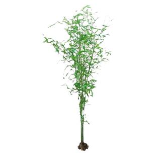 竹子苗庭院植物北方耐寒紫竹苗罗汉竹毛竹盆栽户外风景四季青竹苗