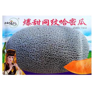 爆甜网纹哈密瓜种子四季香瓜春秋播南方网纹瓜甜瓜水果种孑超甜