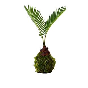 苔藓球铁树盆栽苏铁水培植物小盆栽室内绿植桌面迷你盆景懒人好养