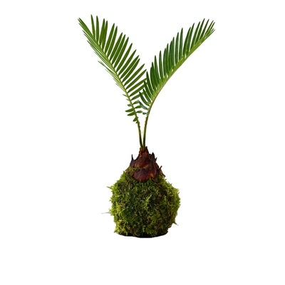 苔藓球铁树桌面好养有氧小绿植