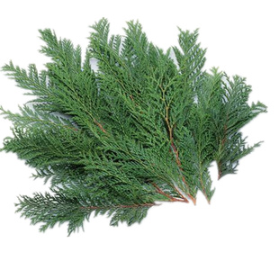 新鲜野生侧柏叶植物洗发水鲜柏叶现采叶侧柏叶粉洗头生发乌发防脱