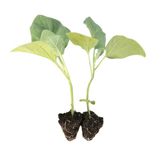 泰国竹丝茄子苗秧苗带土花茄烧烤种子高产四季蔬菜苗子面包茄子苗