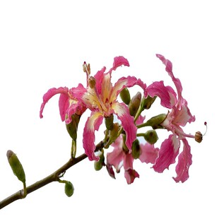 木棉花树苗大腹木棉美丽异木棉大树英雄树红花木棉满树开花耐寒