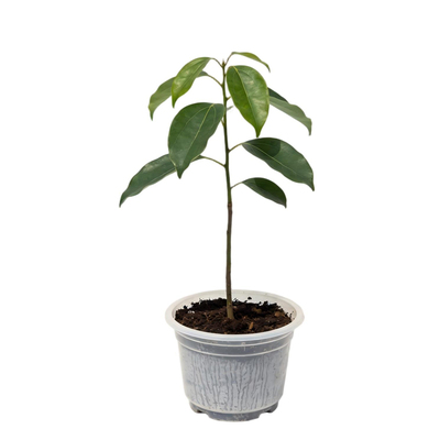 林科小叶香樟树苗驱蚊虫四季常青