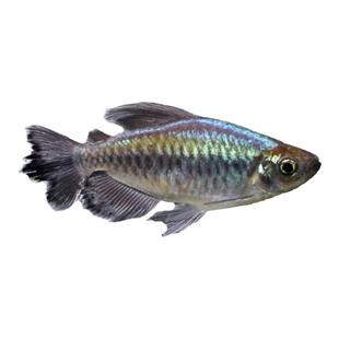 刚果美人鱼活体热带鱼观赏宠物鱼群游鱼草缸鱼淡水新手好养小型鱼