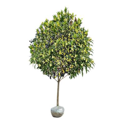 大型桂花树苗原生金桂丹桂庭院别