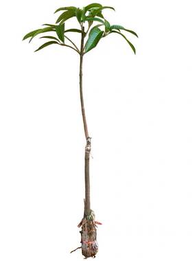 芒果树苗矮化易管理带土带叶