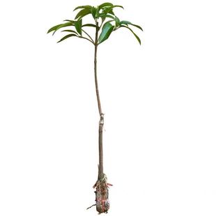 芒果树苗正宗嫁接桂七贵妃芒四季芒金煌芒果苗树矮化盆栽南方带土