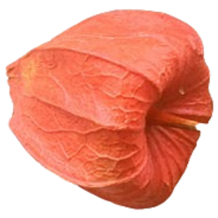 东北长白山红姑娘锦灯笼酸浆菇娘儿全草挂金灯笼草500克包邮