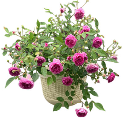 盆栽灌木阳台开花植物玛姬婶婶