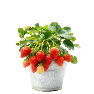 草莓苗盆栽秧苗丹东99新苗秧四季结果奶油玄玉优质脱毒种苗大果苗