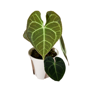 纵野 花烛蔓绿绒 天南星科 室内热带观叶植物 秒杀