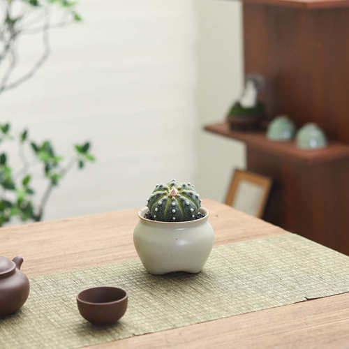 星兜多肉仙人球懒人客厅室内四季好养办公室桌面迷你绿植摆件盆栽