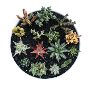 花田舍 芦荟大戟科块根多肉植物合集 美观冷门硬叶十二卷怒涛龙爪