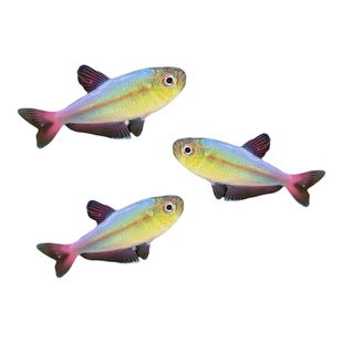 杏桃灯草缸群游鱼杏子灯鱼小型热带鱼南美灯科鱼稀有鱼淡水鱼活体