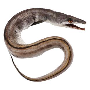 舟山风鳗筒整条淡晒海鳗鱼干东海大风鳗鱼筒鳗鱼鲞宁波特产海鲜