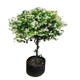 浓香型风车茉莉易爬开花络石藤银丝四季花卉阳台常绿盆栽植物花苗