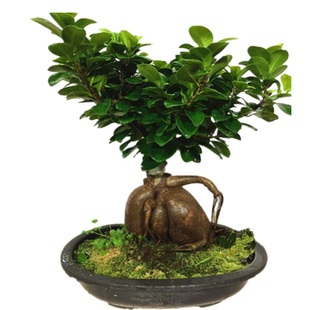 榕树树桩盆景 植物室内桌面盆栽人参榕 小叶榕四季常青地瓜榕易养