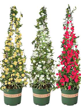 四季红木香花苗爬藤蔷薇耐寒好养
