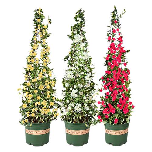 四季红木香花苗爬藤植物耐寒好养浓香黄木香花庭院无刺蔷薇花卉