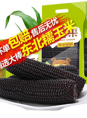 新鲜现摘黑糯玉米谷田记