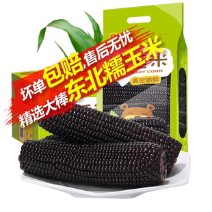 谷田记花青素大棒黑糯玉米10支粘黏真空装包邮紫花青甜玉米