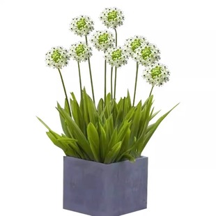 天鹅绒种球根伯利恒之星虎眼万年青耐寒百子莲庭院阳台浓香型花卉