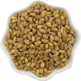 干小麦粒猫草小麦草种子榨汁小麦钓鱼饵鸡鸭鹅鸟饲料新小麦粒包邮