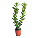 广东无籽香水柠檬树苗带果大苗盆栽四季柠檬树苗西柠青柠嫁接树苗