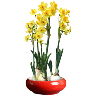 【金水仙】漳州黄金水仙花种球水培盆栽冬季春节年宵花农户自营