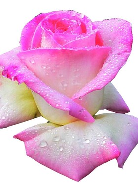 养花大花浓香品种公主植物盆栽