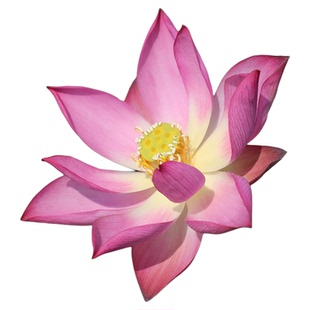 新品种《惊蛰》微型碗莲种藕小苗姜永慧微莲苑小盆易养活水培荷花
