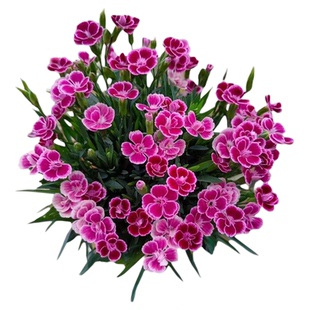 欧石竹花苗初吻常绿开花草坪多年生耐寒耐旱盆栽庭院绿化宿根粉贝