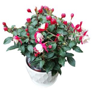 倒挂金钟盆栽花苗灯笼花棒棒糖吊兰吊钟海棠室内阳台花卉净化空气