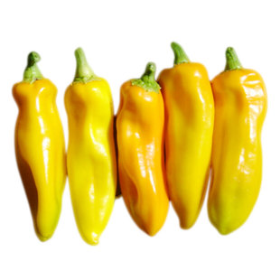 阿曼达甜椒种子矮生紧凑肉厚香甜果味浓郁传家宝春秋阳台盆栽蔬菜