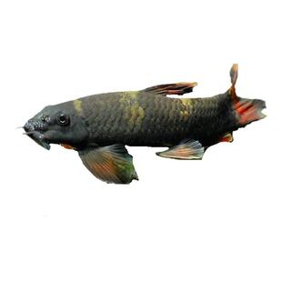 老虎小精灵熊猫墨头入门草缸淡水鱼清缸除藻鱼工具鱼北京包邮