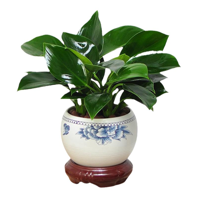 鉑金鉆盆栽綠蘿籮花卉植物