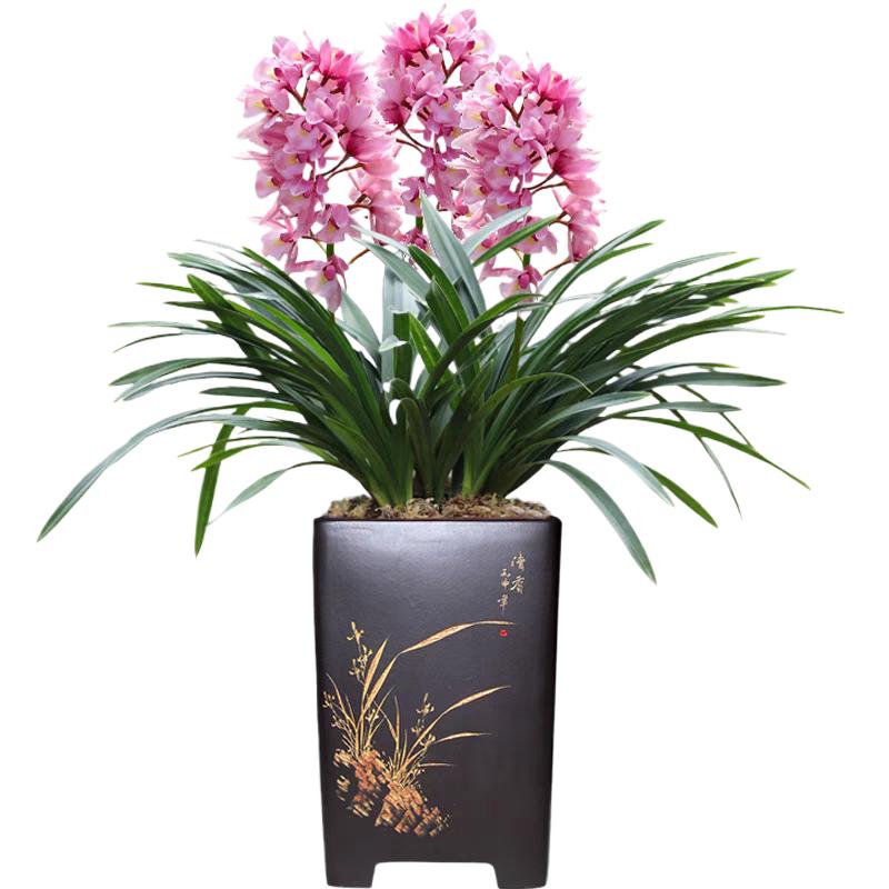 兰花苗黄雀蝴蝶建兰带浓香花苞四