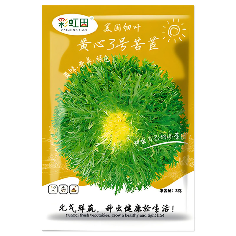 黄心3号苦苣种子苦菊种孑