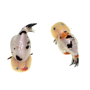 精品兰寿金鱼潘氏奶牛国粹金鱼观赏鱼包活好养兰寿活鱼苗水墨玉兔