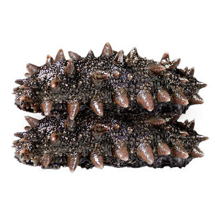 【大连顺丰发货】海参即食辽参官方旗舰店500g鲜活海生刺参单个装