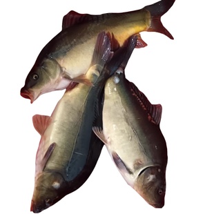 三道鳞鱼黑龙江冷水鱼淡水鱼鲤拐子无鳞鲤鱼活鱼速冻东北年货