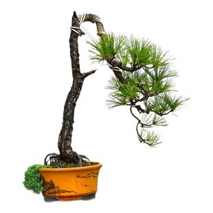 孤品曲干黄山松造型盆景老桩庭院别墅怪桩迎客松真树办公园区摆放