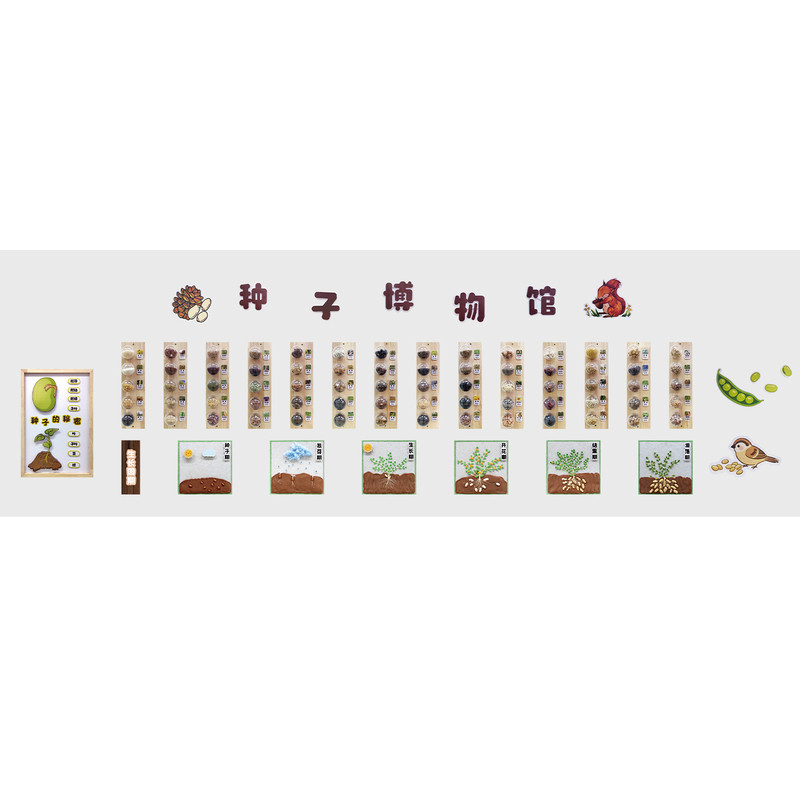 幼儿园环创种子标本鉴别认知