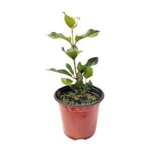 海蒂的花园地中海荚蒾多年生常绿庭院开花耐寒灌木花卉植物盆栽苗