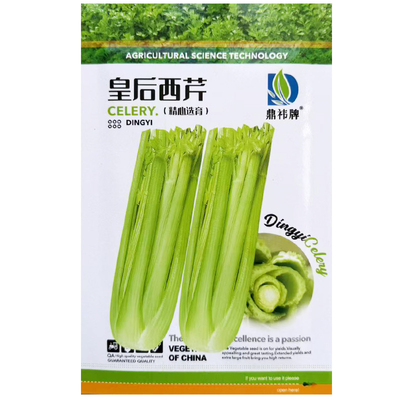 法国皇后实心高产抗病芹菜种子