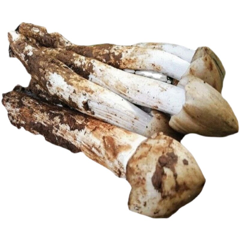 特级货】野生鸡枞菌新鲜荔枝菌三塔菇斗鸡菇大凉山火把鸡枞500g