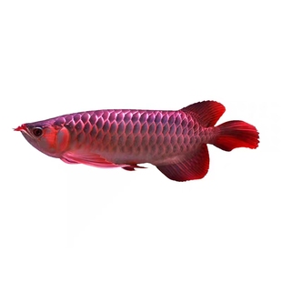 印尼红龙鱼活鱼辣椒红龙鱼苗高端大型淡水热带鱼观赏鱼金龙银龙鱼
